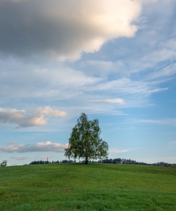 Tree in the meadows in the countryside at sunset