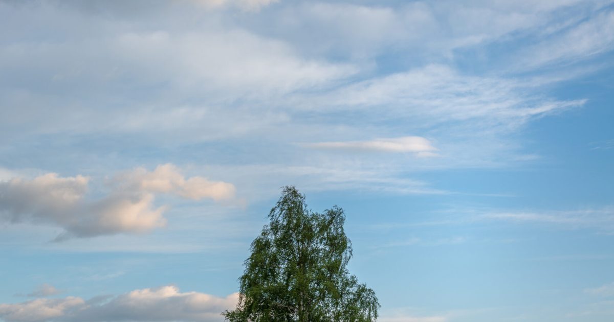 Tree in the meadows in the countryside at sunset